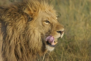 Why Lion Is the King of the Jungle?