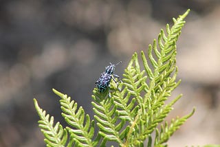 A blue weevil crawling on a green leaf, NSW, Australia.