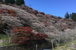 161123 川見四季桜公園