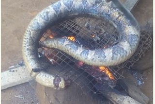 How to Roast a Python with Fire