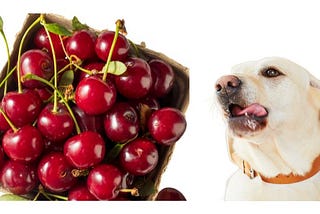 Can dogs eat cherries