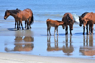 Where to Find 300 Square Miles of Protected Wildlife on the Atlantic Coast