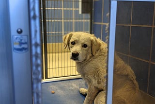 Euthanization at the Austin Animal Center — Are They a No-Kill Shelter?