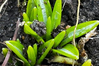 green growth pushing through late-winter topsoil