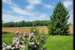 A tall, full pine tree standing in a yard behind it a plowed field and wooded treeline. In the foreground is the top of a lilac bush. The day is bright and sunny with a blue sky and a few whispy, white clouds.