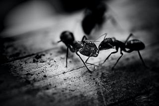 Two black ants