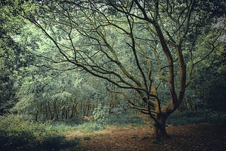 The Clearing