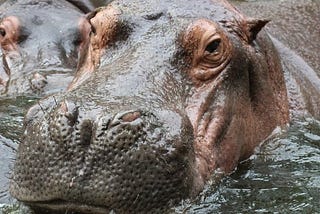 Five reasons your intranet potentially sucks (it could be to do with HiPPos)