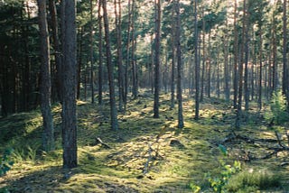 Can Paper Save North America’s Forests?