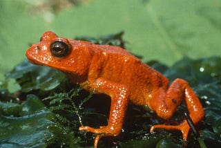 The Golden Toad’s Disappearance Changed Everything