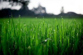 Shallow Focus Photography of Green Grasses during Daytime