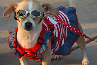 A small tan dog wearing sunglasses and a red, white, and blue outfit.