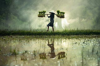 A worker walking through a flooded field, carrying rice bushels on their shoulders, using a carrying pole.