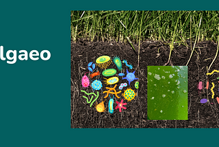 The Power of Microorganisms: How Tiny Allies Can Transform Your Lawn