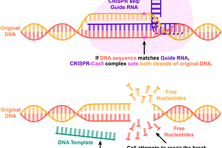 CRISPR’s Rise in Human Genome Editing: Innovation System and Policy Approach