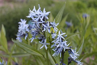 what is amsonia how we grow it ?