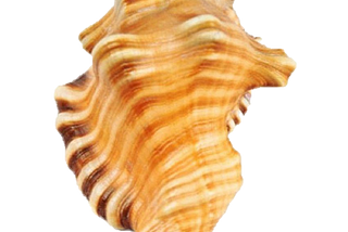 Ganesh Shankh