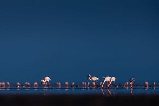 Far away Flamingos