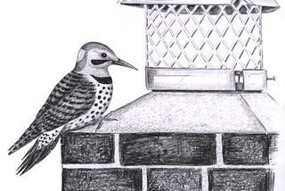 The Speed Metal Of Northern Flickers