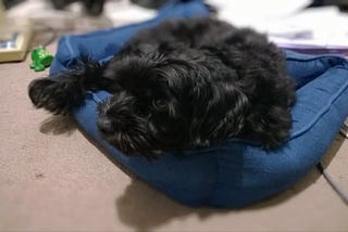 Small black dog on a blue bed