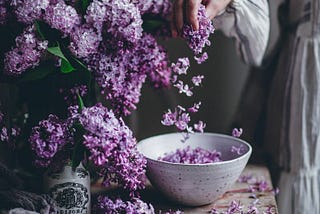 Blooming Lilac**
