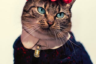 My Leukemic Cat Is A Fashion Icon!