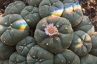 For the Love of Peyote