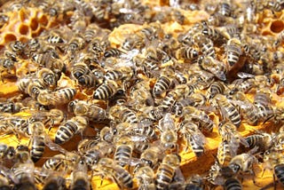 Swarming bees