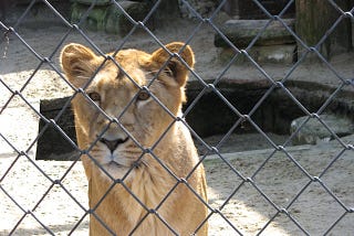 a lioness sits behind a chain link fence, presumably in a zoo.