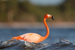 Flamingo at Bunche Beach Preserve