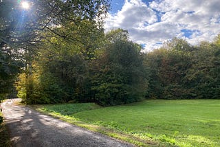 Forest, sun, trees, green gras, autumn, sky