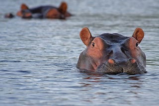 Two hippos submerged in water with only the tops of their heads showing.