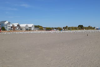 Beach shot with blue sky and beach houses and seagulls on the beach