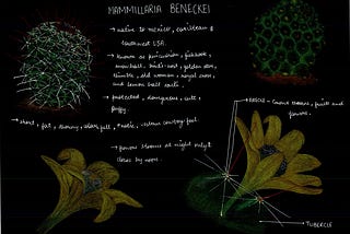 Pincushion cactus : Form study