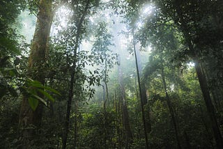 Brothers Lost in the Amazon