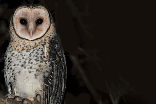 Is your local council Owl Friendly? Here’s how you can make it!
