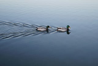 https://unsplash.com/photos/two-swimming-mallard-ducks-on-still-body-of-water-_Wo1Oq38tVU
