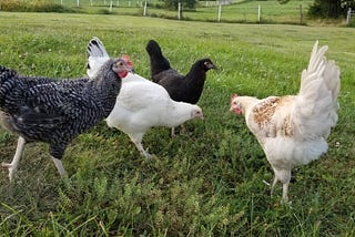 Spring Cleaning on the Farm and Getting My Garden Going!