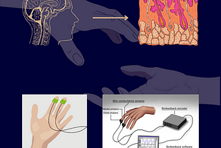 Sweat and Success: Skin as a Biomarker of Performance