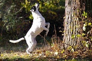 Photo of a white dog standing on its hind legs looking up eagerly at a tree.
