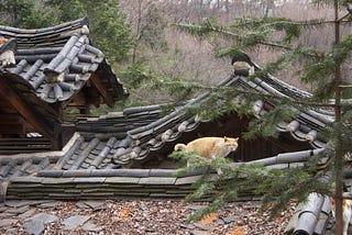 Korean Village, Roofs