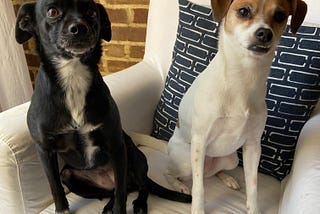 An open letter to the pope about owning pets