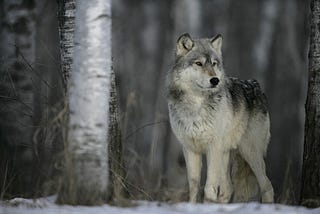 Why the Latest War on Wolves?