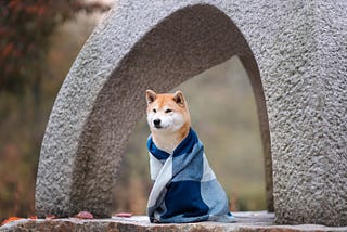 Shiba Wrapped Up: Just in Time for the Holidays