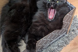 Divina’s Release Newsletter: The Cat’s Meow (or Yawn)