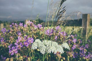 Purple summer flowers against a black sky background.