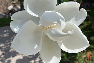 White magnolia in its prime.