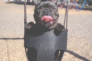 Small black dog in a bucket swing with tongue sticking out