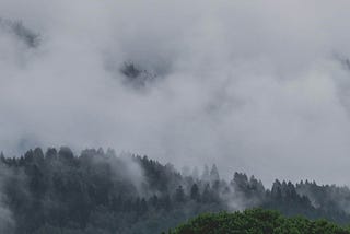 A forest on a mountainside under mist