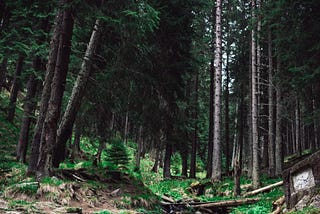 An image of a creekbed running through a forest of tall pines.